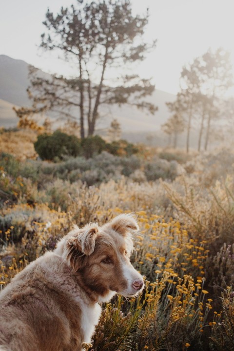 white and brown short coated dog on yellow flower field during daytime