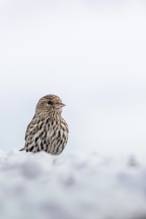 a small bird sitting on top of a snow covered ground