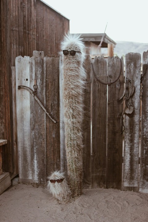 white fur animal on brown wooden fence