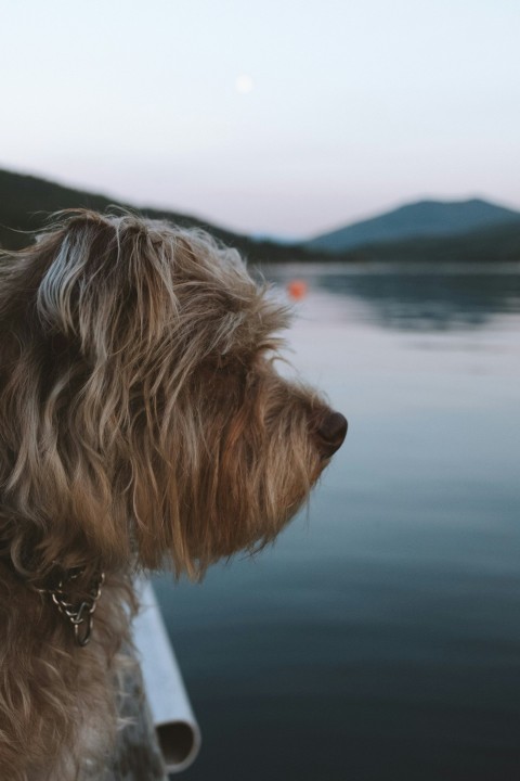 long coated tan dog near body of water