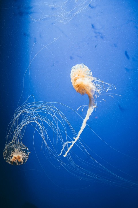 white and brown jellyfish under water Lx2kSR