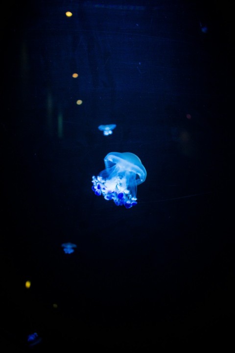 blue jellyfish in blue water