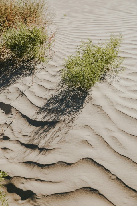 green plant on desert field