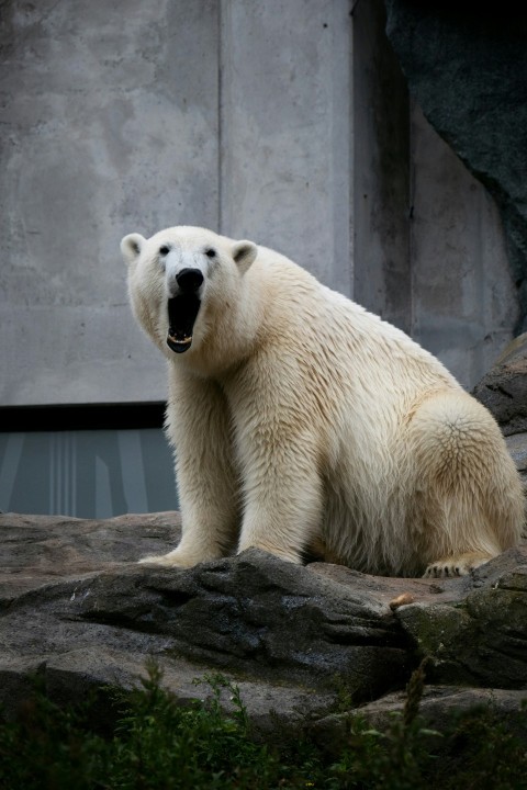 a polar bear in an enclosure a