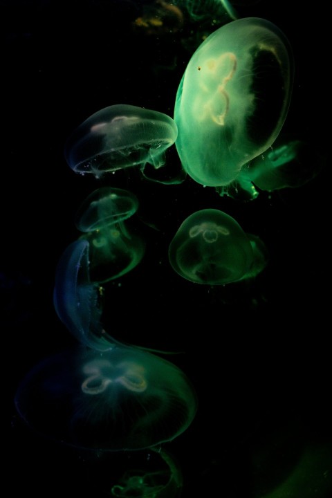 purple jelly fish in water