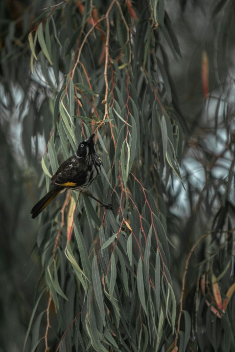 black bird on brown tree branch during daytime