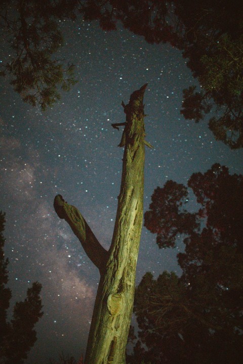 brown tree trunk during night time