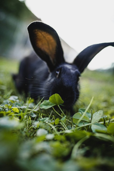 black rabbit on green grass during daytime