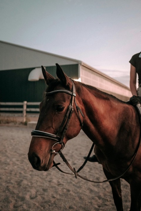 a horse with a saddle