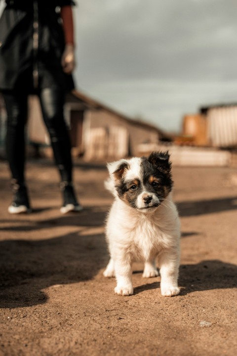 white and black short coated small dog on brown sand during daytime