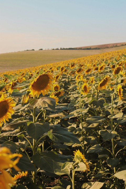 a large field of sunflowers on a sunny day 3vymSYat