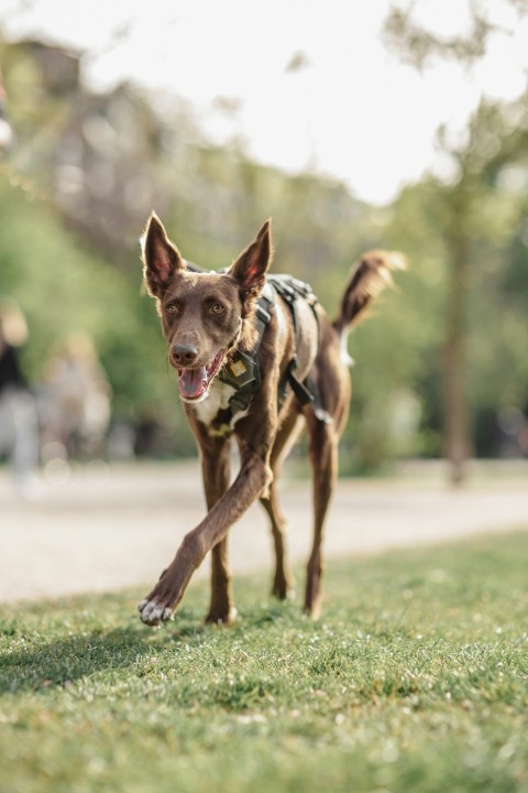 a brown dog running across a lush green field X4uBAyRPy