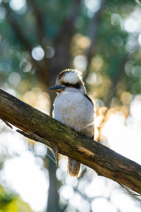 a small bird sits on a branch hFJuBbDi