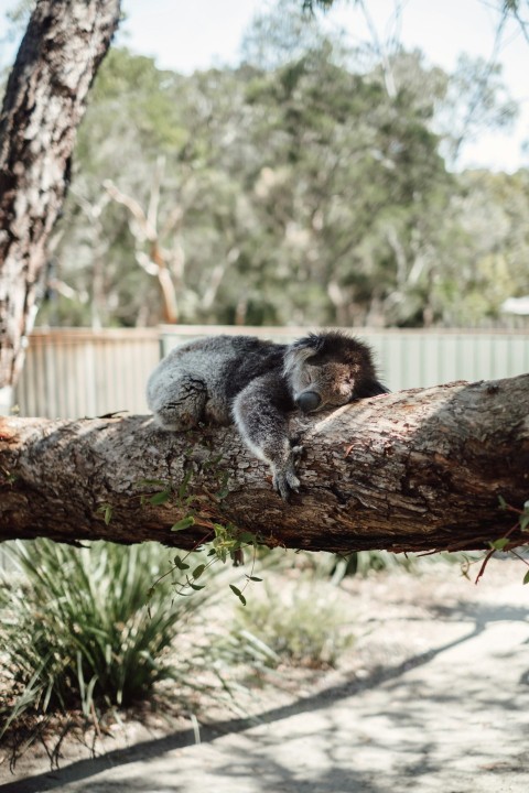 four legged brwn anima on tree log