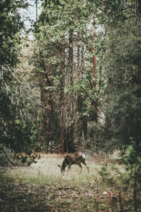 photograph of deer on woods
