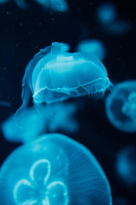 white jelly fish in water