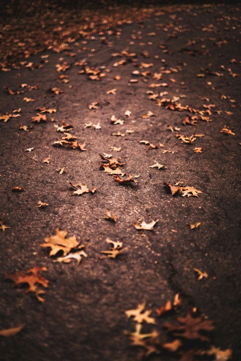 brown leaves on black soil