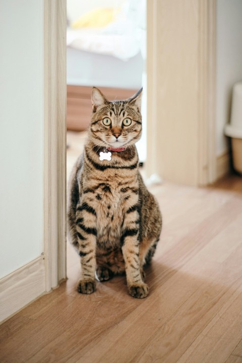 brown tabby cat on brown wooden floor