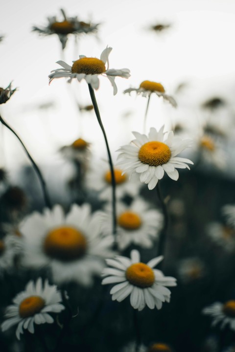 white and yellow daisy flowers