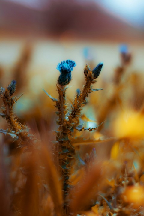 blue flower in tilt shift lens