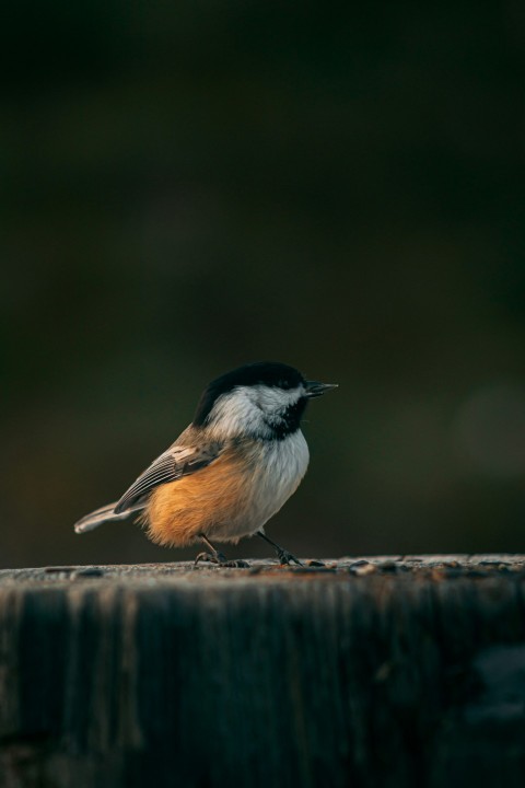 a small bird sitting on top of a piece of wood sgH