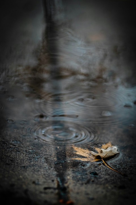 brown dried leaf on water