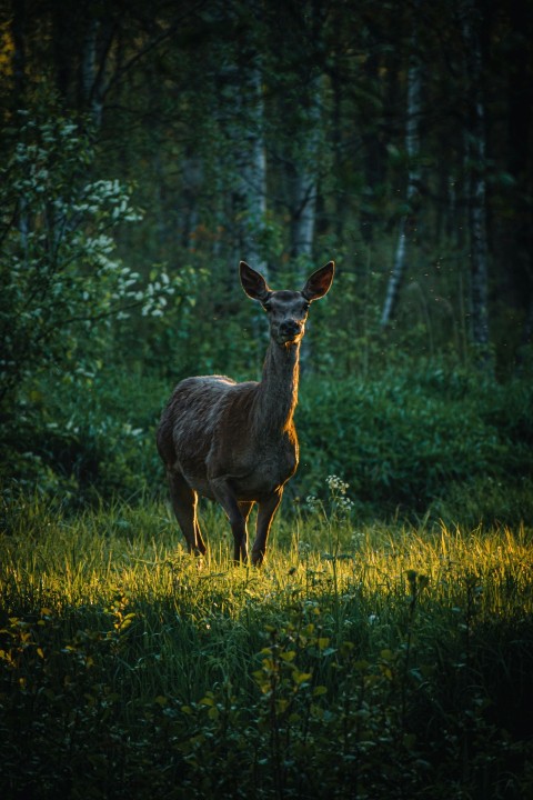 a deer standing in the middle of a forest