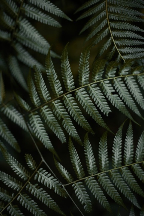 green leaf plant in close up photography FfwCJas