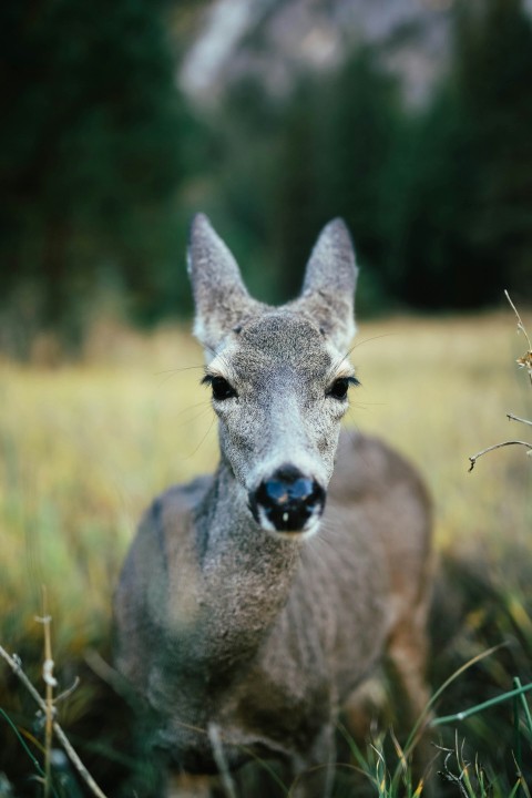 gray deer standing on grassland during daytime selective focus photography Y