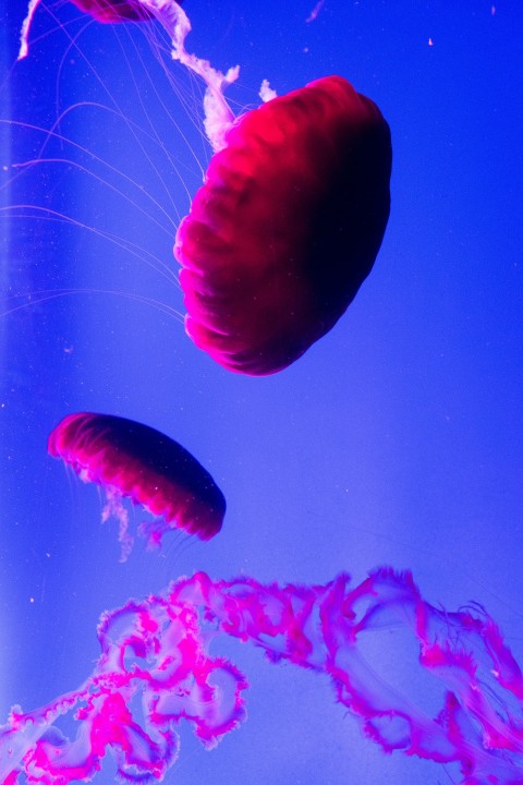 a group of jellyfish swimming in an aquarium