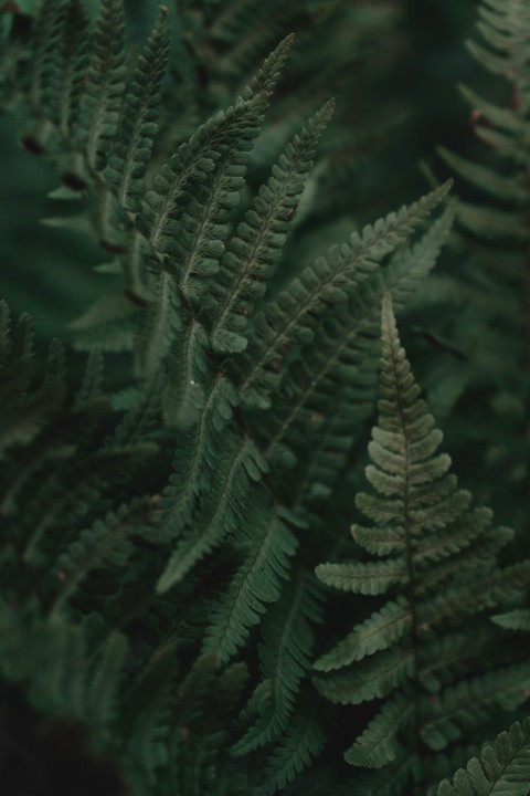 green fern plant in close up photography