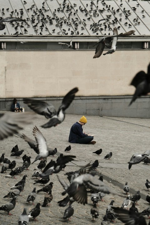 flock of pigeons on gray concrete floor during daytime