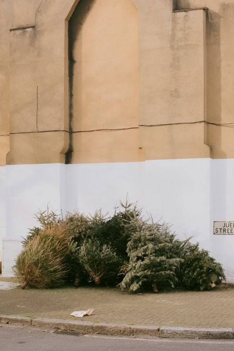 green plants beside beige concrete building