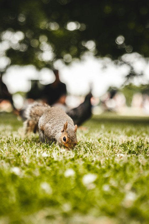 selective focus of brown rodent