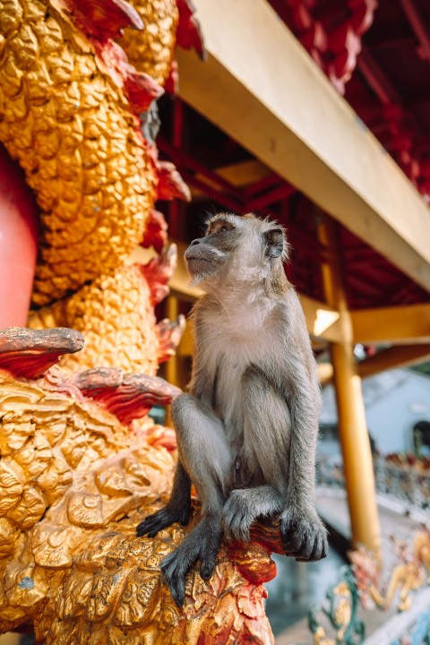 a small monkey sitting on top of a golden statue