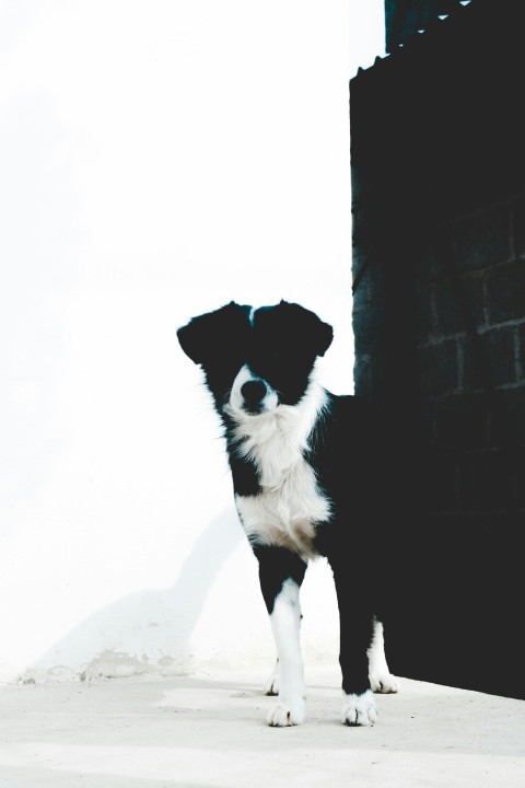 short coated black and white dog standing near black concrete brick wall