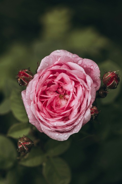 a pink flower with green leaves in the background