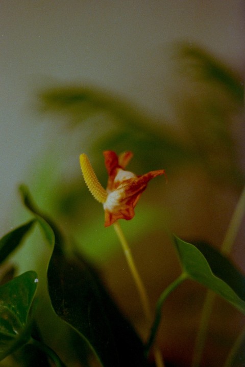 a close up of a flower on a plant