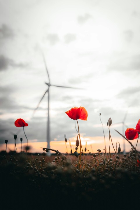 red flowers on brown field during daytime V