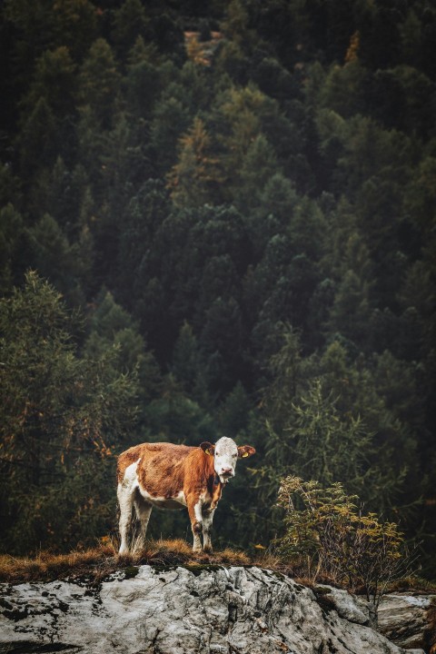 brown and white cow surrounded by trees 1dnK j