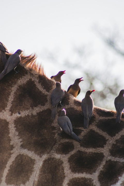 a group of birds on a rock pFMkMGtXT