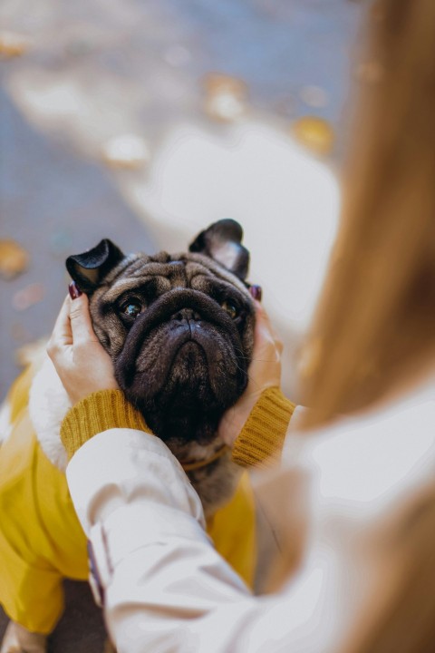 a woman holding a pug dog in her arms