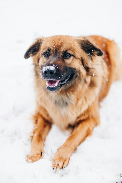 long coated tan dog on snow field