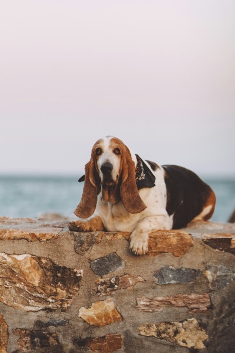 white black and white dog lying on brown rock wall