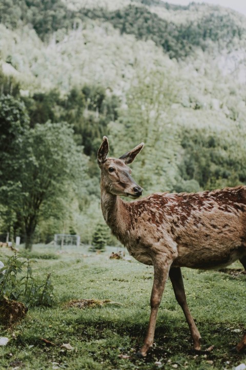 brown deer on green grass field during daytime