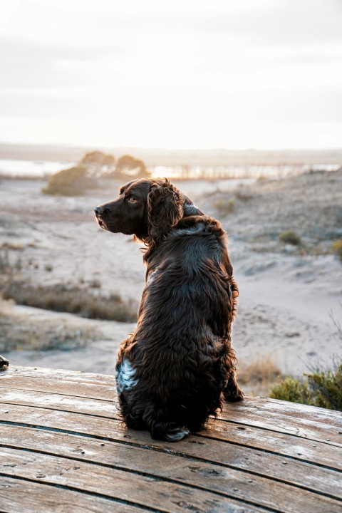 a brown dog sitting on top of a wooden bench