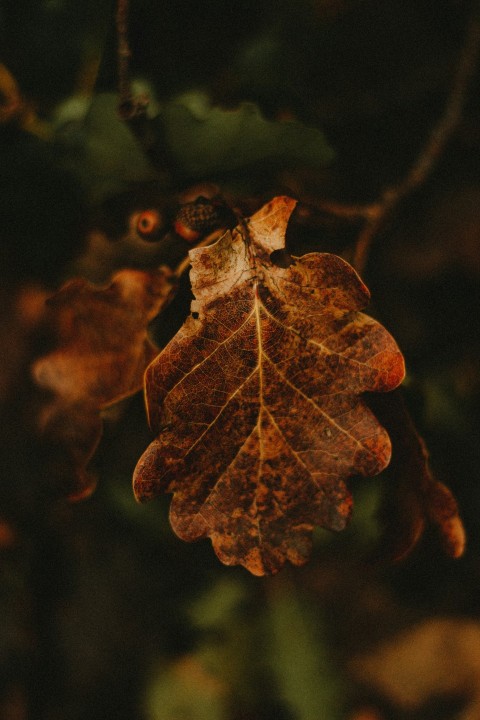 brown leaf in close up photography iEjPQwqqM