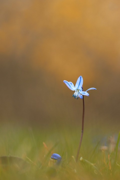 selective focus photography of blue petaled flower gIrUH_