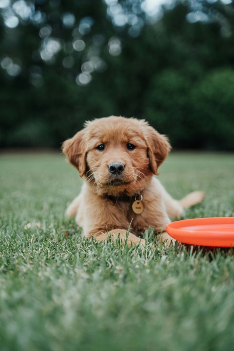 golden retriever puppy on green grass field during daytime