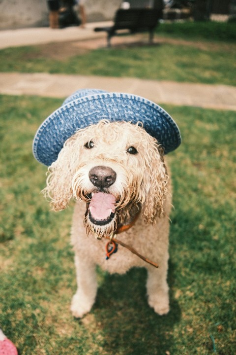 a dog wearing a hat